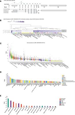 Algorithm-Based Meta-Analysis Reveals the Mechanistic Interaction of the Tumor Suppressor LIMD1 With Non-Small-Cell Lung Carcinoma